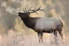 Bull Elk-Morning Breath Art Print